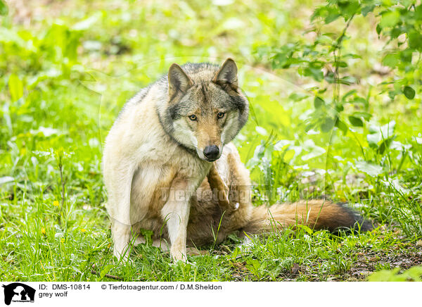 Grauwolf / grey wolf / DMS-10814