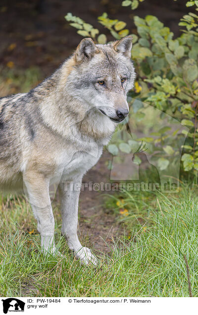 Grauwolf / grey wolf / PW-19484