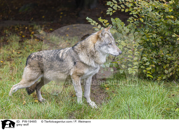 Grauwolf / grey wolf / PW-19485