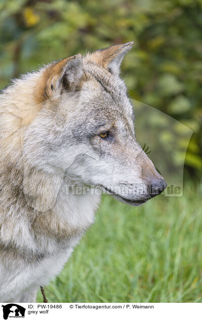 Grauwolf / grey wolf / PW-19486
