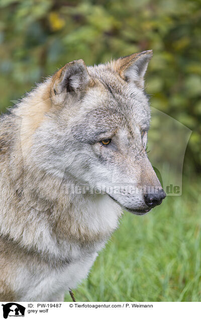 Grauwolf / grey wolf / PW-19487