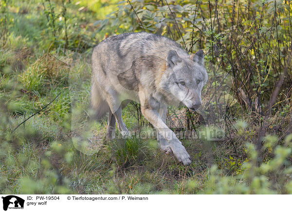 Grauwolf / grey wolf / PW-19504