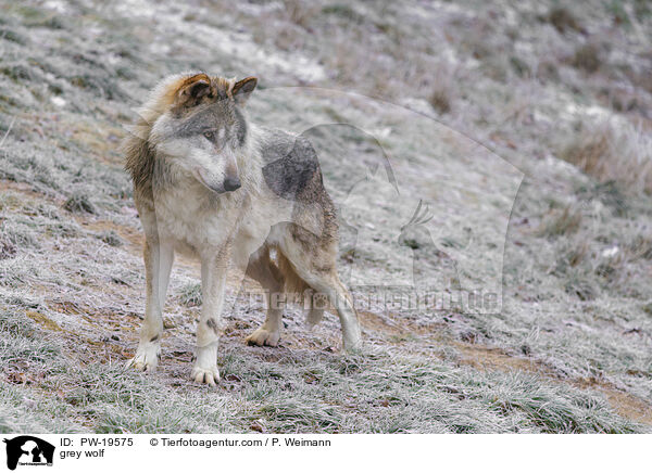 Grauwolf / grey wolf / PW-19575