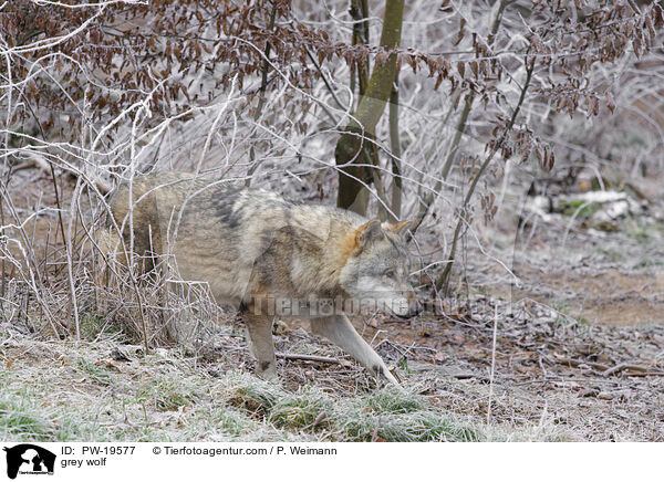 Grauwolf / grey wolf / PW-19577