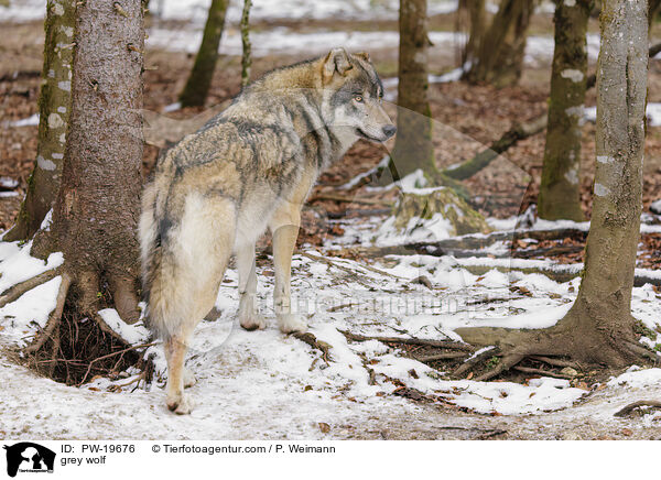 Grauwolf / grey wolf / PW-19676