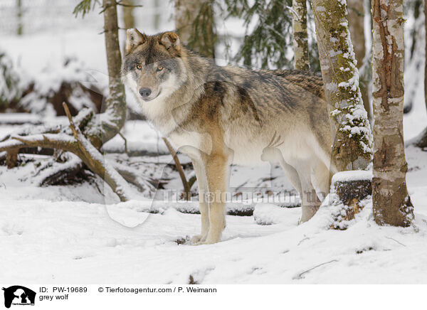Grauwolf / grey wolf / PW-19689
