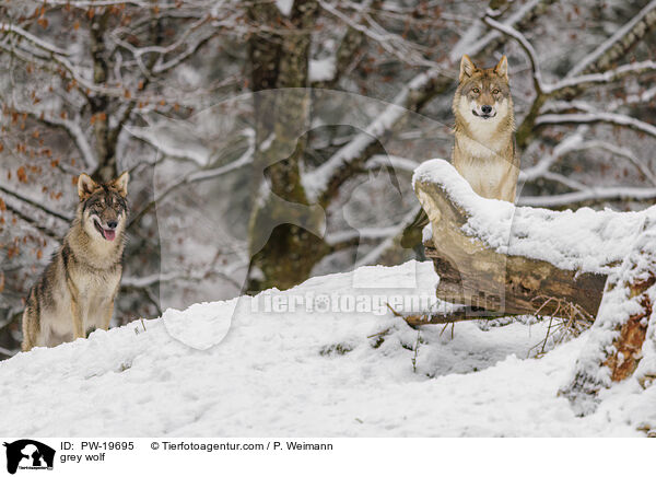 Grauwolf / grey wolf / PW-19695