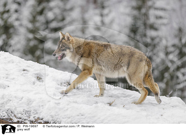 Grauwolf / grey wolf / PW-19697