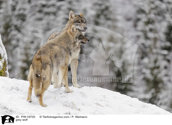 Grauwolf / grey wolf / PW-19700