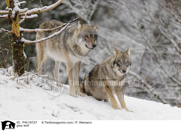 Grauwolf / grey wolf / PW-19727
