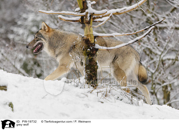 Grauwolf / grey wolf / PW-19732