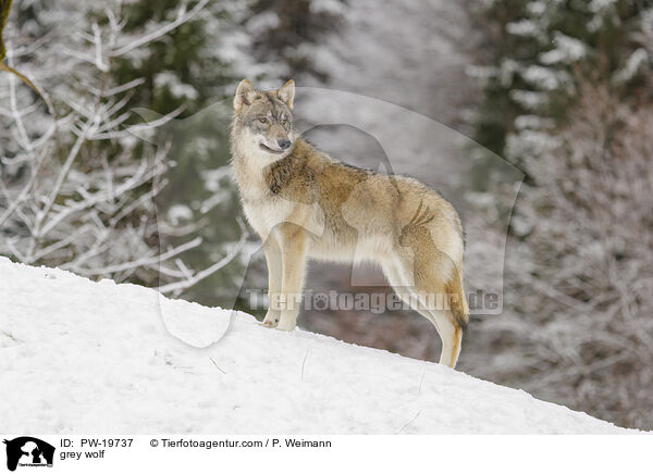 Grauwolf / grey wolf / PW-19737