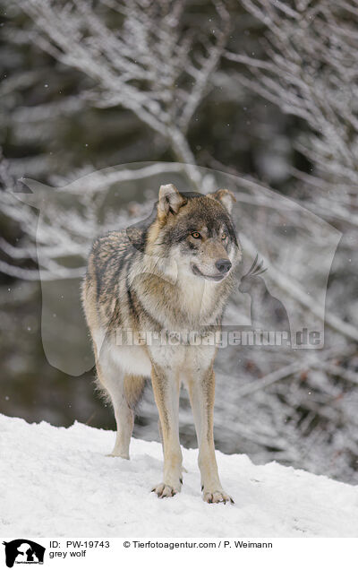 Grauwolf / grey wolf / PW-19743