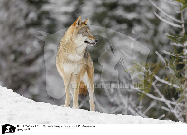 Grauwolf / grey wolf / PW-19747