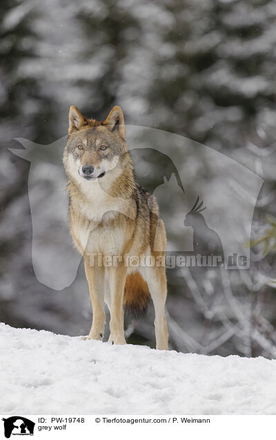 Grauwolf / grey wolf / PW-19748