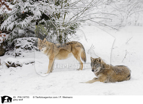 Grauwolf / grey wolf / PW-19753