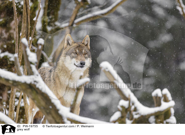 Grauwolf / grey wolf / PW-19755