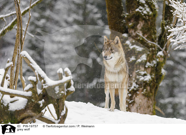 Grauwolf / grey wolf / PW-19757