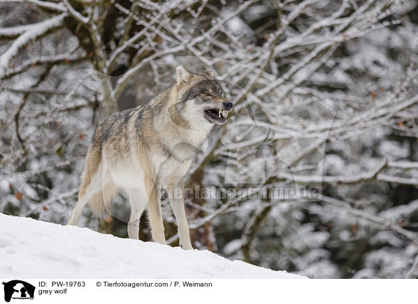 Grauwolf / grey wolf / PW-19763