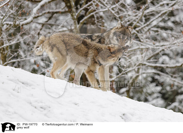 Grauwolf / grey wolf / PW-19770