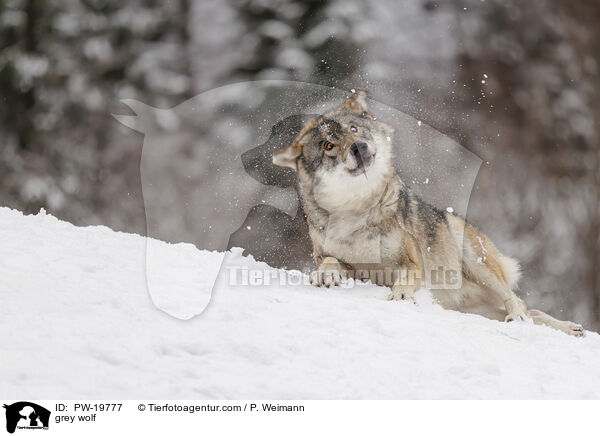 Grauwolf / grey wolf / PW-19777