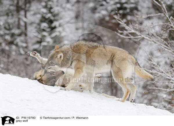 Grauwolf / grey wolf / PW-19780