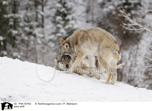 Grauwolf / grey wolf / PW-19783