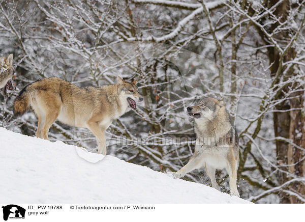 Grauwolf / grey wolf / PW-19788