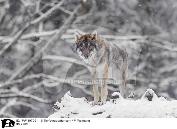 Grauwolf / grey wolf / PW-19795