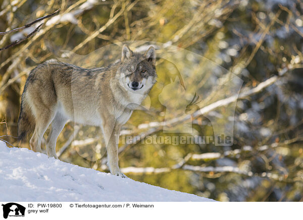 Grauwolf / grey wolf / PW-19800