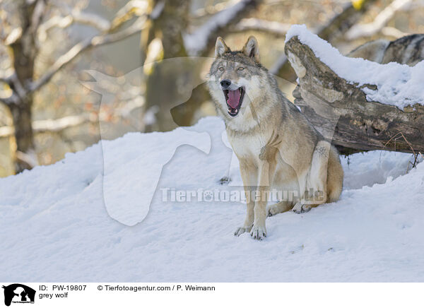Grauwolf / grey wolf / PW-19807