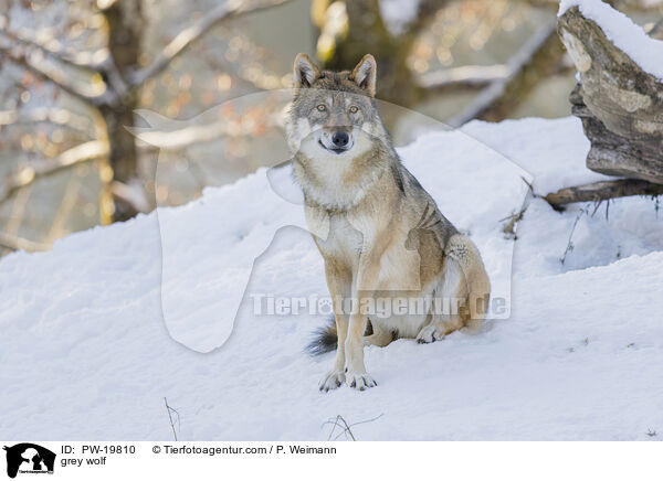 Grauwolf / grey wolf / PW-19810