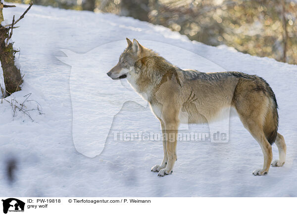 Grauwolf / grey wolf / PW-19818