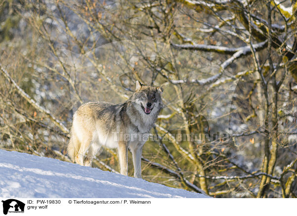 Grauwolf / grey wolf / PW-19830