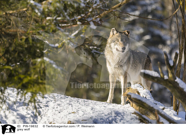 Grauwolf / grey wolf / PW-19832