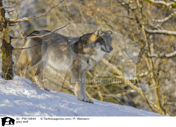 Grauwolf / grey wolf / PW-19840