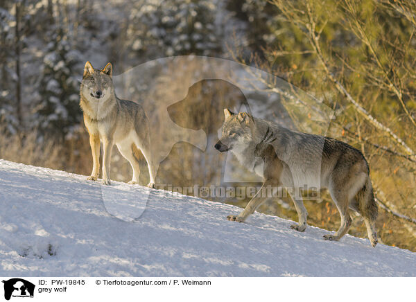 Grauwolf / grey wolf / PW-19845