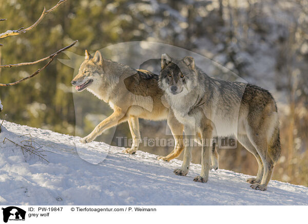 Grauwolf / grey wolf / PW-19847