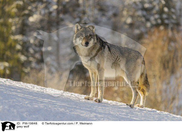 Grauwolf / grey wolf / PW-19848