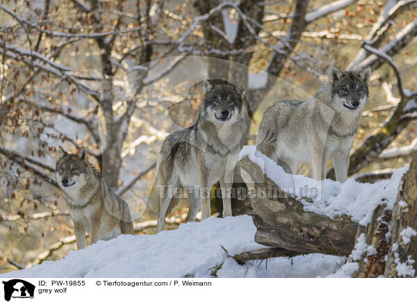 Grauwolf / grey wolf / PW-19855