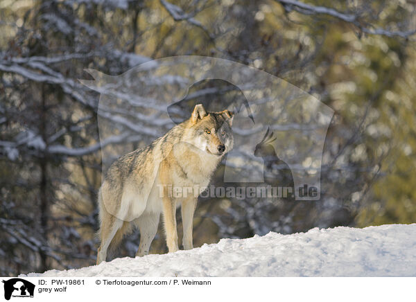 Grauwolf / grey wolf / PW-19861