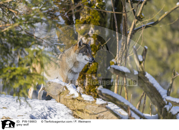 Grauwolf / grey wolf / PW-19863