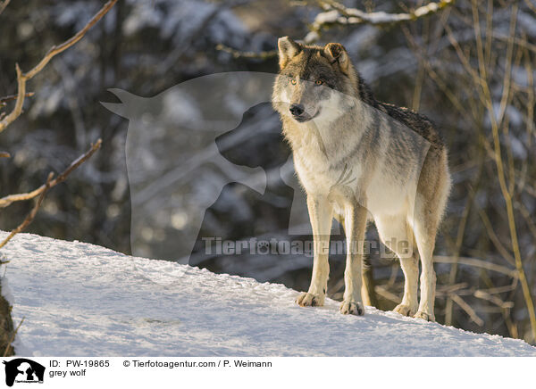 grey wolf / PW-19865