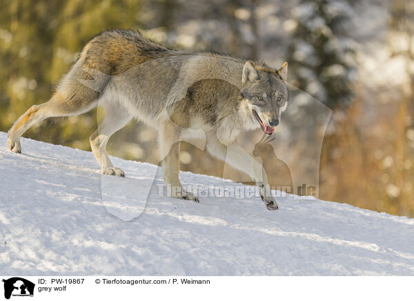 Grauwolf / grey wolf / PW-19867