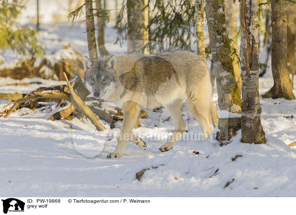 Grauwolf / grey wolf / PW-19868