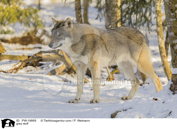 Grauwolf / grey wolf / PW-19869