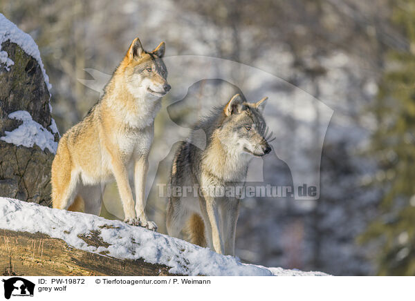 Grauwolf / grey wolf / PW-19872