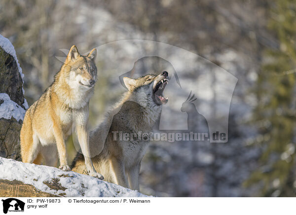 Grauwolf / grey wolf / PW-19873