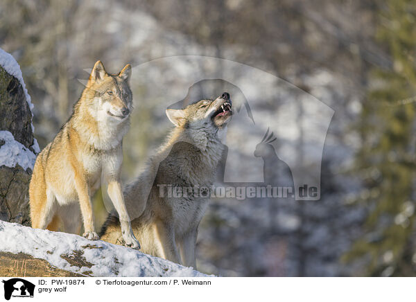 Grauwolf / grey wolf / PW-19874
