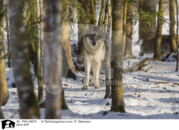 Grauwolf / grey wolf / PW-19875